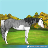 Horse Color:Blue Roan Splash Rabicano 