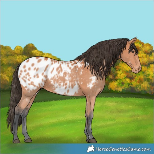 Horse Color:Bay Appaloosa 