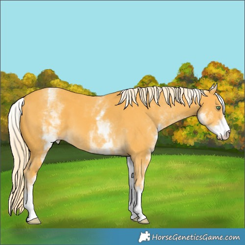 Horse Color:White Spotted Gold Cream Champagne 