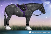 Horse Color:Black 