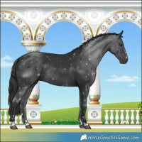Horse Color:Black 