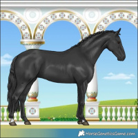 Horse Color:Black 