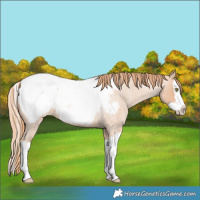 Horse Color:Gold Champagne Roan Splash Snowcap 