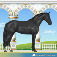 Horse Color:Black and Black