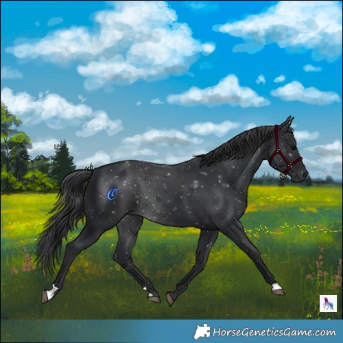Horse Color:Black 