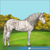 Horse Color:White Spotted Silver Grullo Rabicano  and Perlino Dun Tobiano 