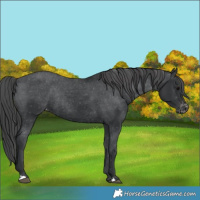 Horse Color:Black Varnish Rabicano 