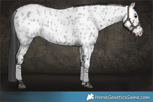 Horse Color:Blue Roan Appaloosa 