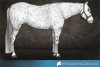Horse Color:Smoky Blue Roan Appaloosa
