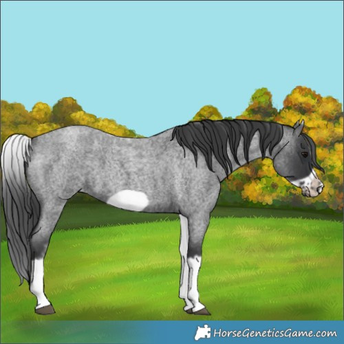 Horse Color:White Spotted Blue Roan Splash Frame Appaloosa 