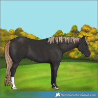 Horse Color:Liver Chestnut 