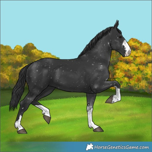 Horse Color:Black 