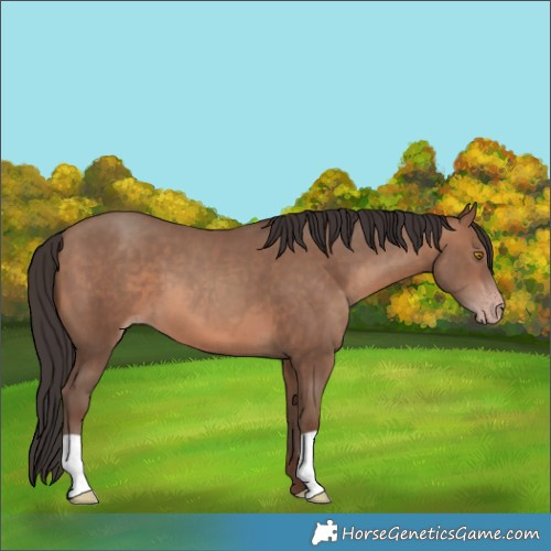 Horse Color:Sable Champagne 