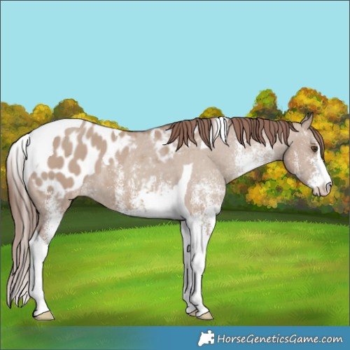Horse Color:White Spotted Classic Champagne Dun Tobiano Appaloosa 