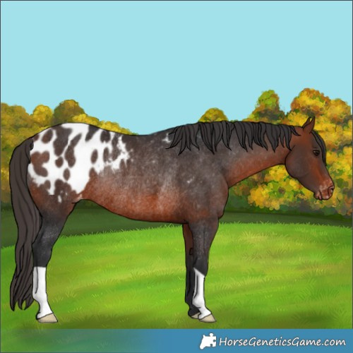 Horse Color:Bay Appaloosa Rabicano