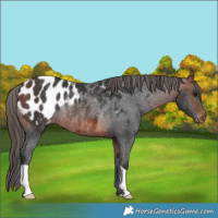 Horse Color:Bay Blanket Rabicano 