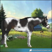 Horse Color:Gray Brown Tobiano Frame