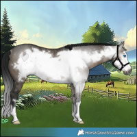 Horse Color:Gray Brown Dun Frame Rabicano