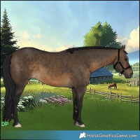 Horse Color:Gray Brown Dun 