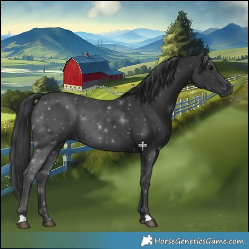 Horse Color:Black 