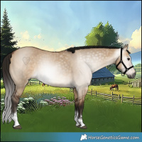 Horse Color:Gray Bay Dun Tobiano 