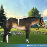 Horse Color:Gray Buckskin Tobiano