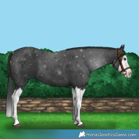 Horse Color:Black Splash