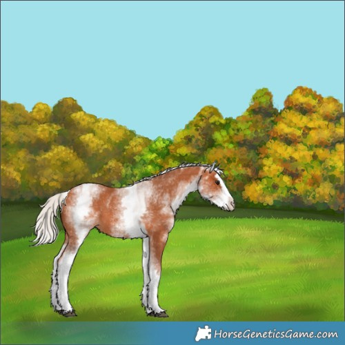 Horse Color:White Spotted Silver Bay Splash 