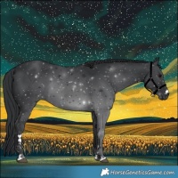 Horse Color:Black 