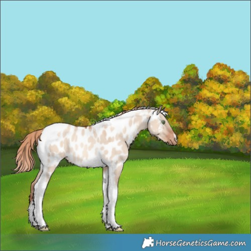 Horse Color:Gold Champagne Dun Tobiano Appaloosa Rabicano 