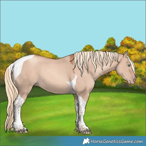 Horse Color:Gold Champagne Dun Tobiano 