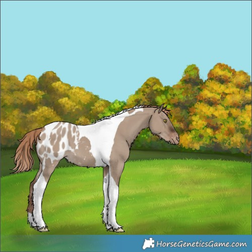 Horse Color:Liver Red Dun Tobiano Appaloosa 
