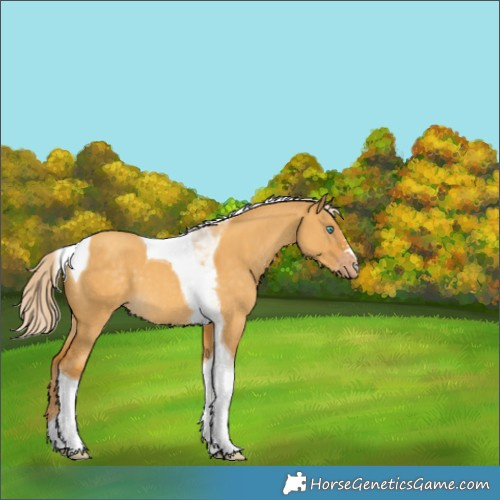 Horse Color:Gold Cream Champagne Dun Tobiano 