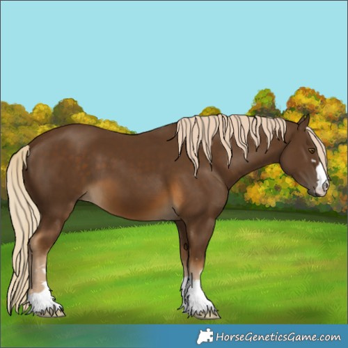 Horse Color:Chocolate Palomino 