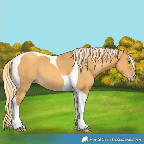 Horse Color:Gold Cream Champagne Dun Tobiano 