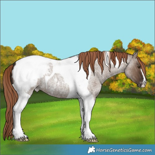 Horse Color:Liver Red Dun Roan Tobiano Snowcap 