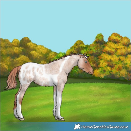 Horse Color:Gold Champagne Roan Tobiano Blanket Rabicano 
