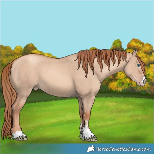 Horse Color:Gold Champagne Dun 