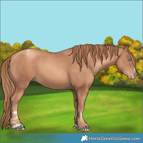 Horse Color:Gold Champagne Appaloosa