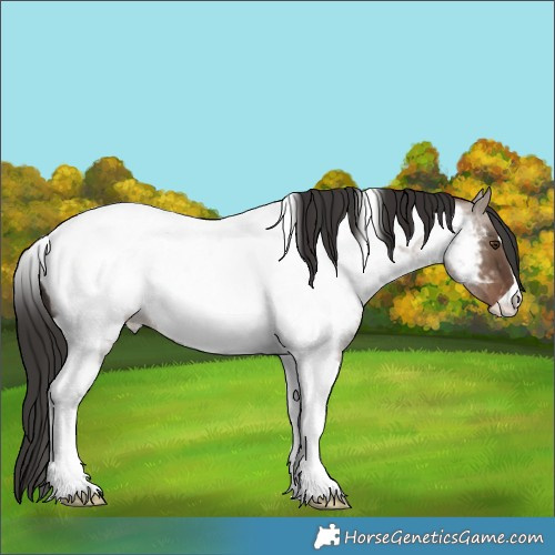 Horse Color:Liver Red Dun Roan Tobiano Appaloosa 