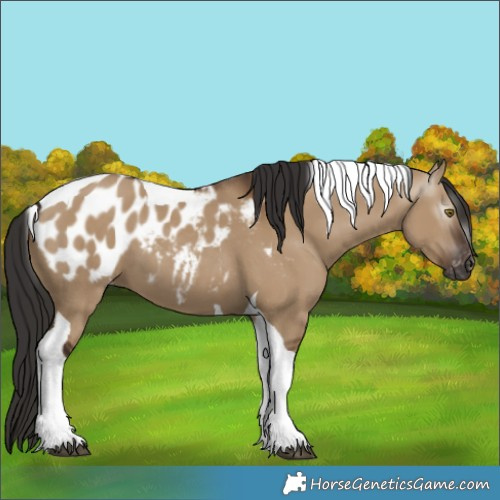 Horse Color:Gray Liver Red Dun Tobiano Appaloosa