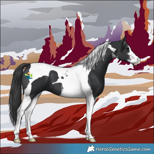 Horse Color:White Spotted Black Tobiano 