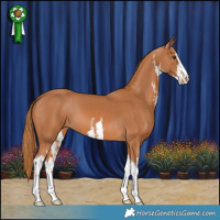 Horse Color:White Spotted Chestnut 