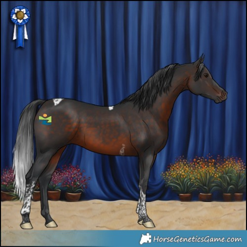 Horse Color:Brown Tobiano 
