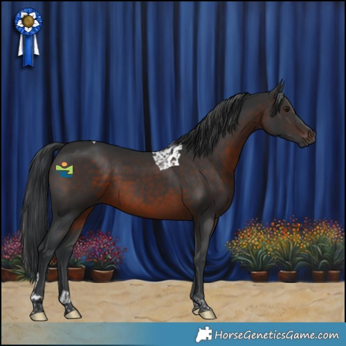 Horse Color:Brown Tobiano 
