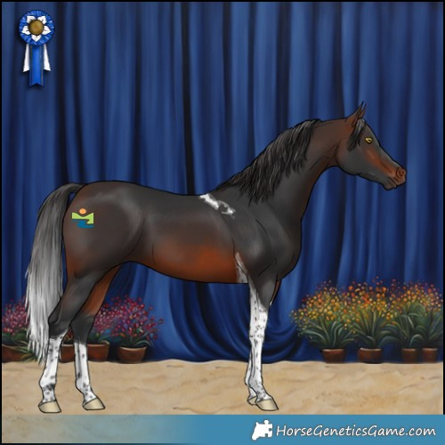 Horse Color:Brown Tobiano 