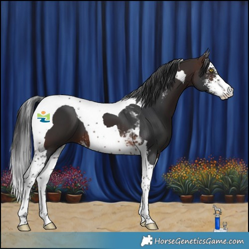 Horse Color:Brown Sabino Tobiano 