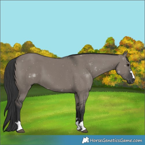 Horse Color:Grullo 