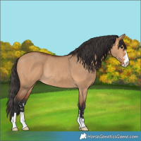 Horse Color:Bay Dun Rabicano 
