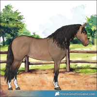 Horse Color:Bay Dun Rabicano 